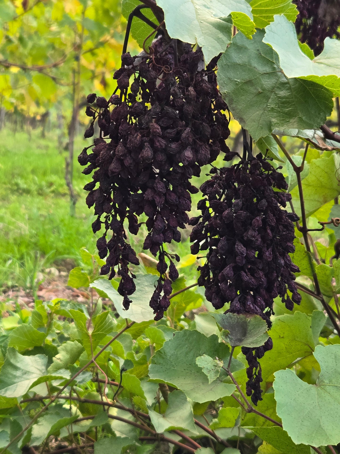 Drying on the Vine