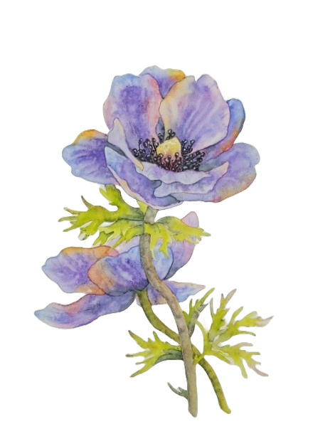 Anemone Notecard Set (3)