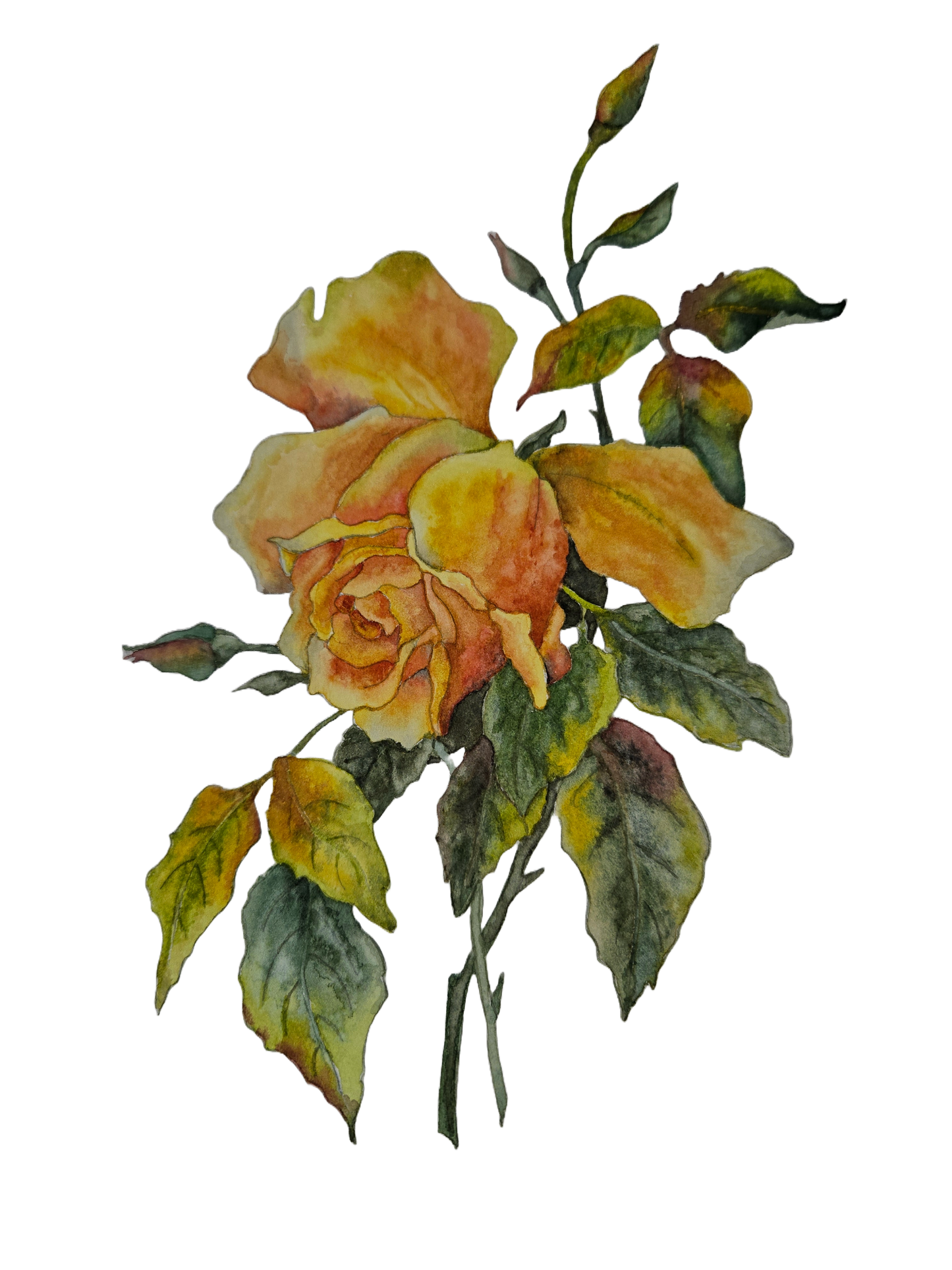 Yellow Rose Notecard Set (3)