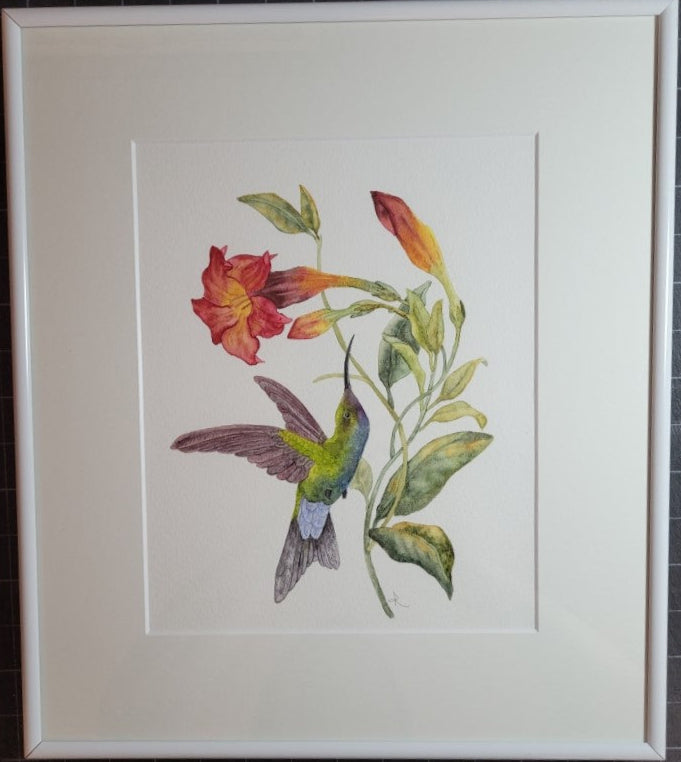 Hummingbird Passion
