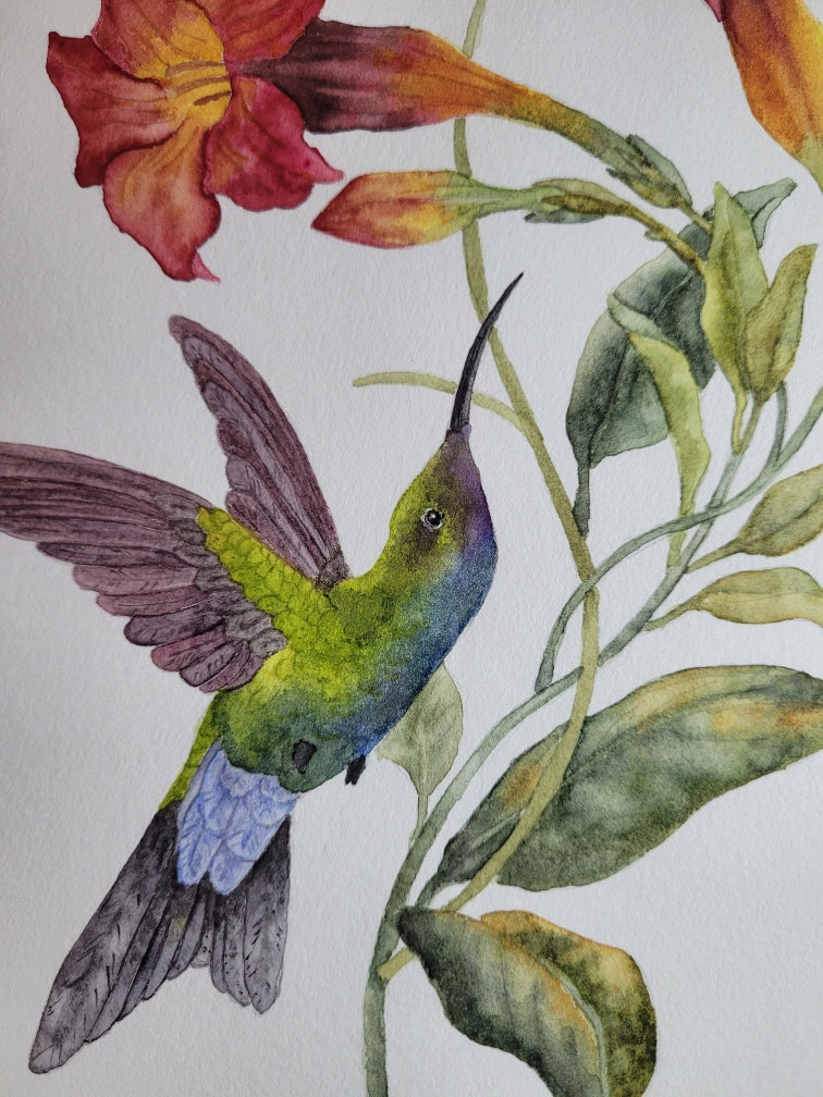 Hummingbird Passion