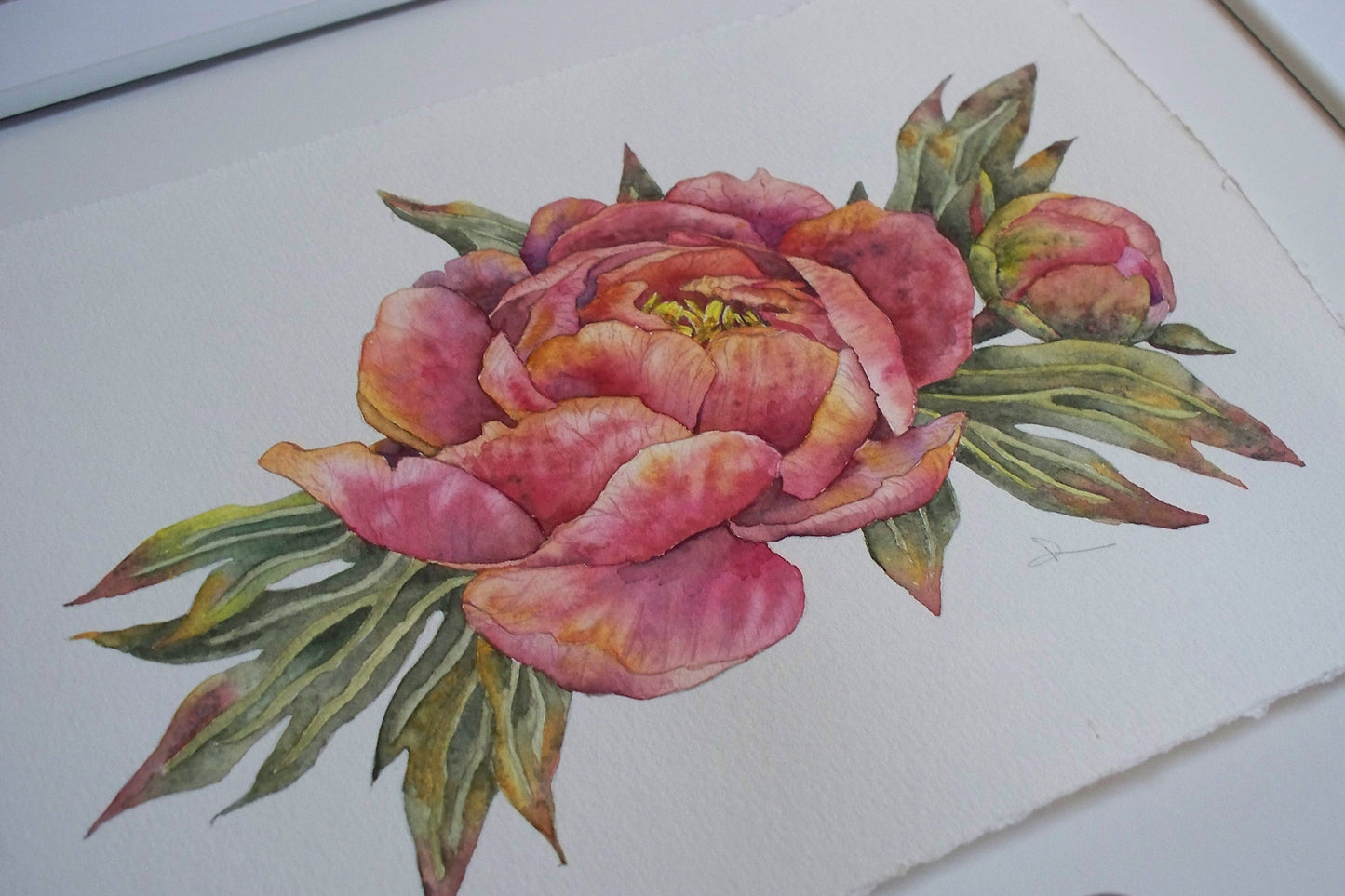 Peony in Pink