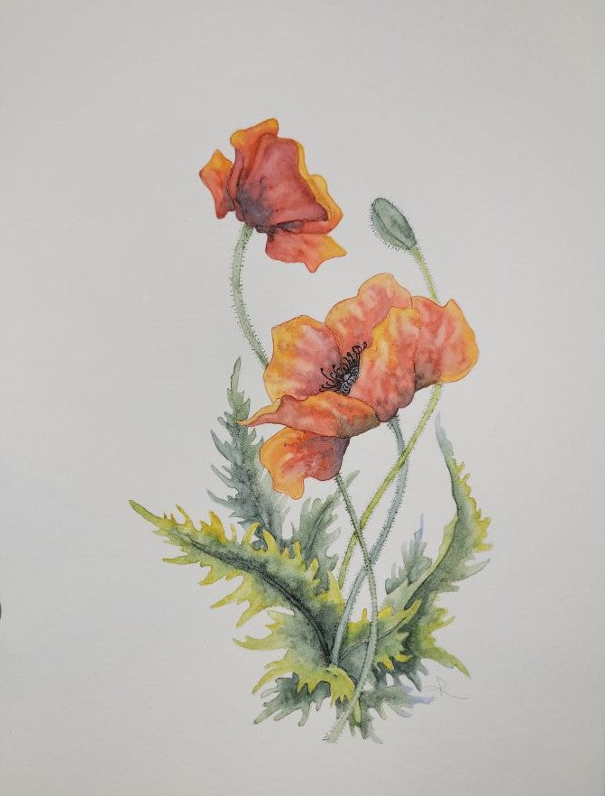 California Poppies