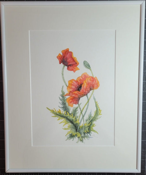 California Poppies