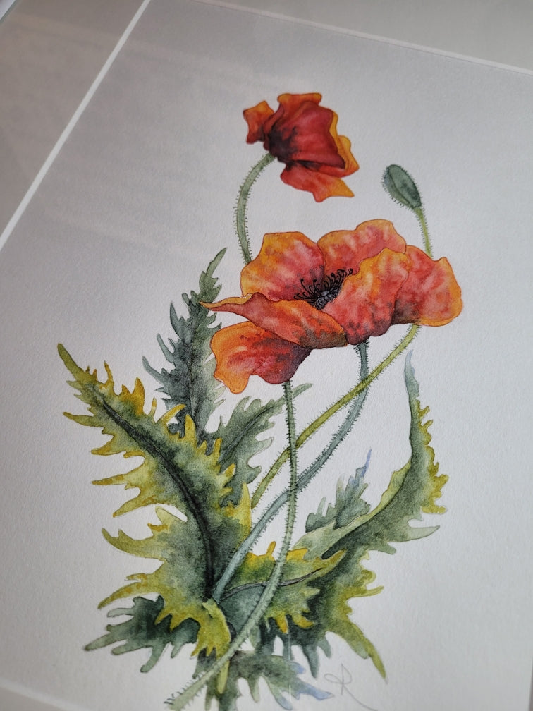 California Poppies
