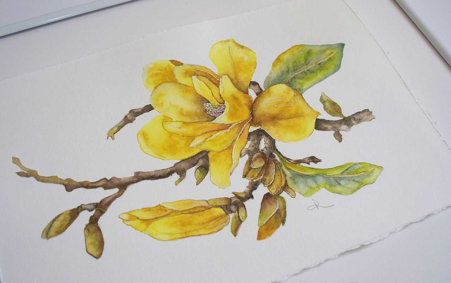 Yellow Bird Magnolia