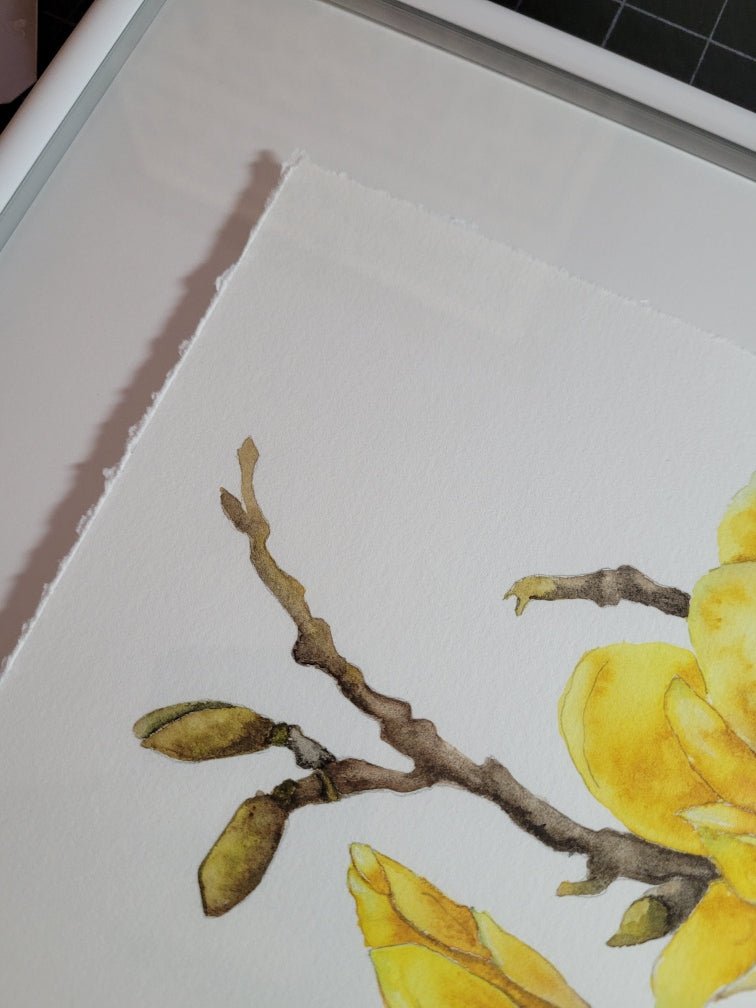 Yellow Bird Magnolia