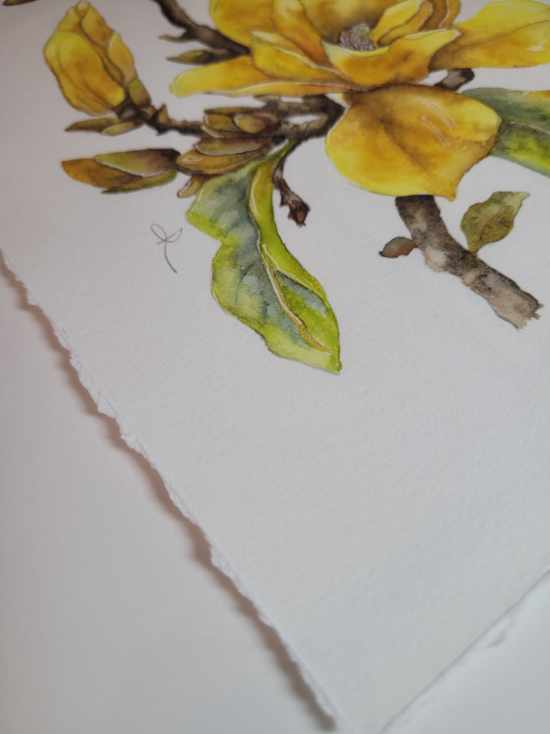 Yellow Bird Magnolia