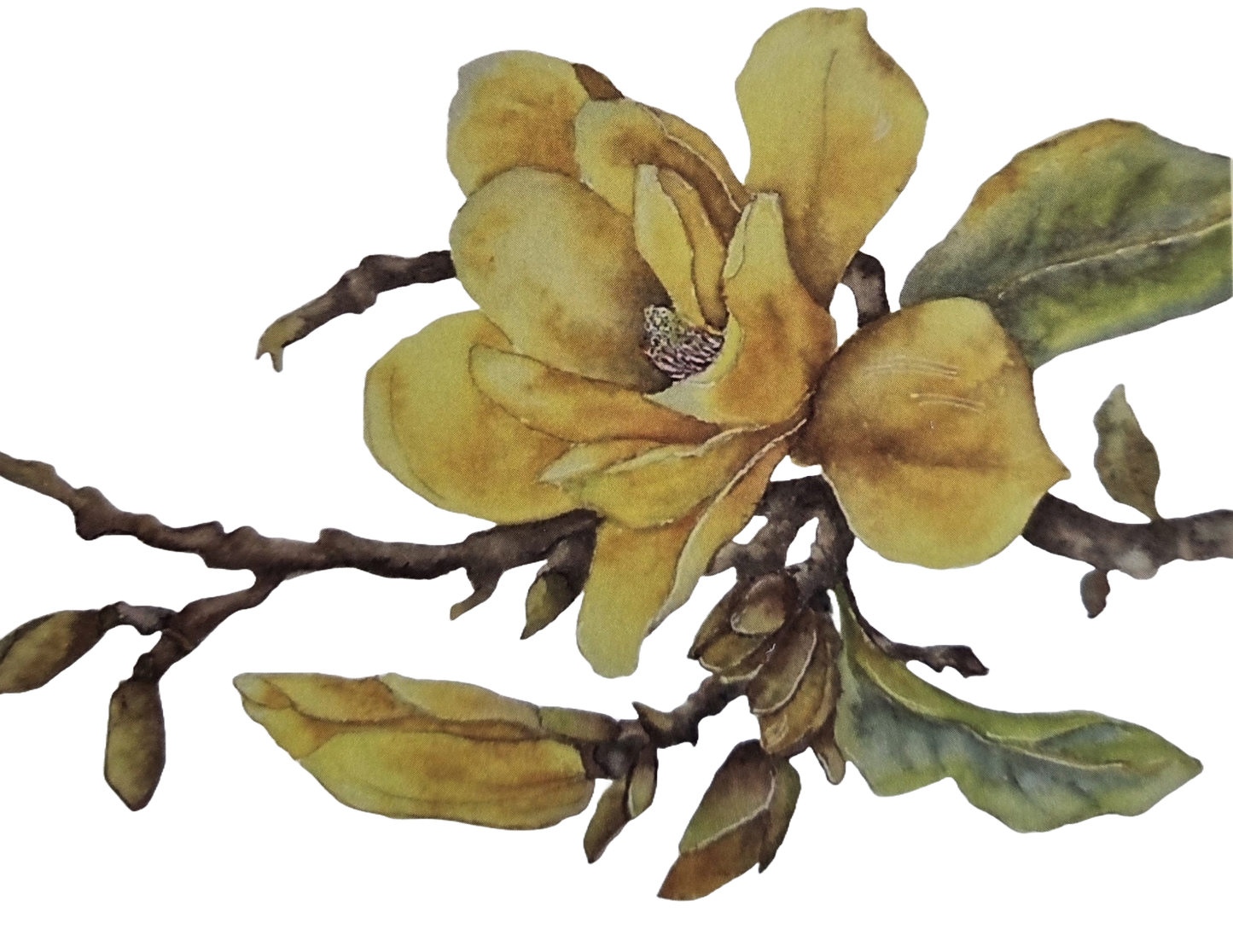 Yellow Bird Magnolia Notecard Set (3)