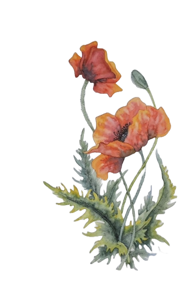 Poppies Notecard Set (3)