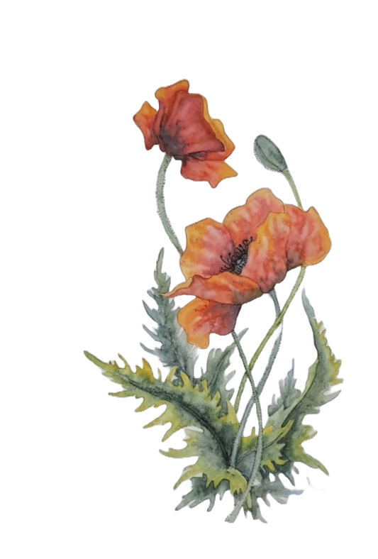 Poppies Notecard Set (3)