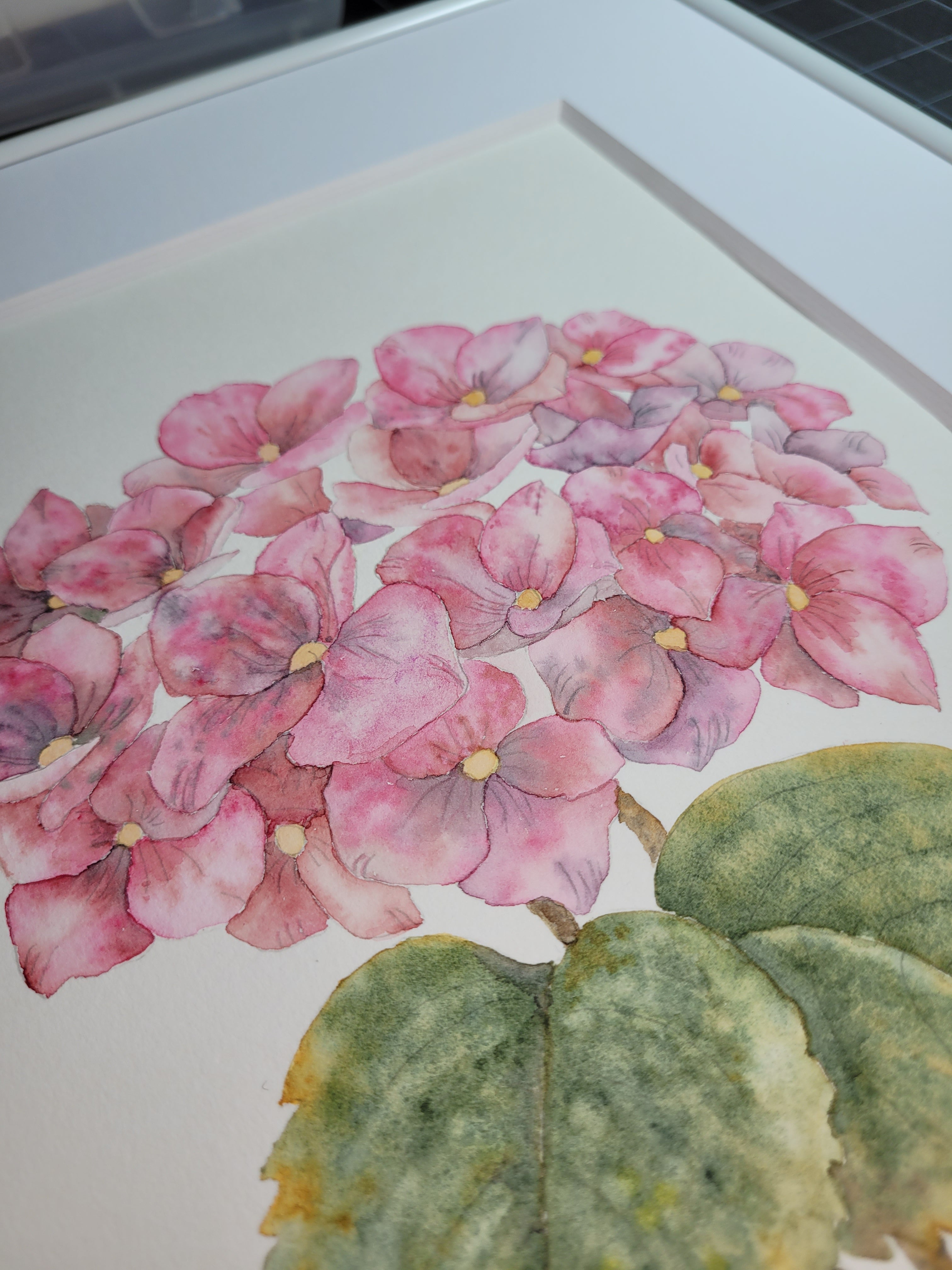 Hydrangea Botanical Study