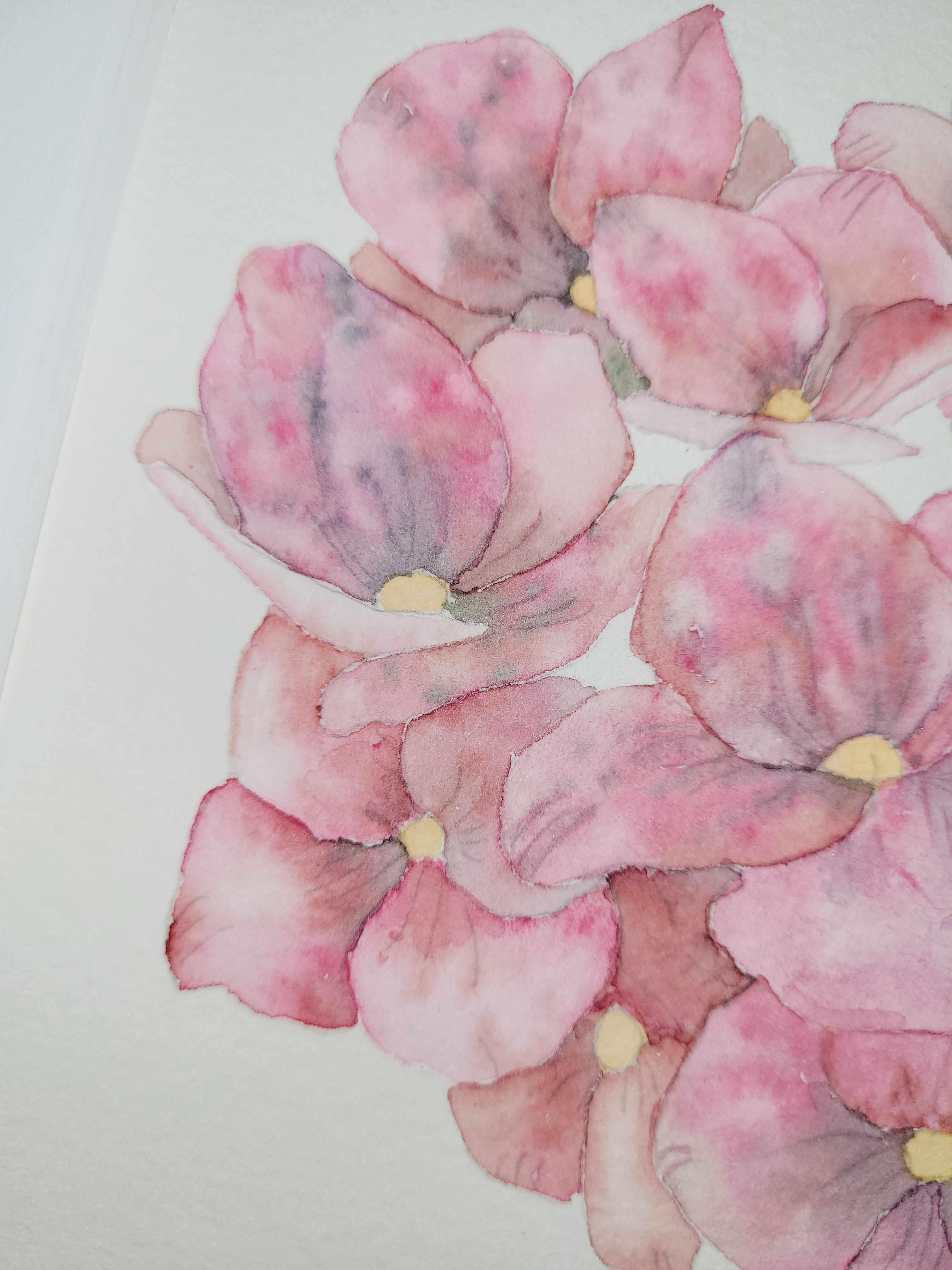 Hydrangea Botanical Study