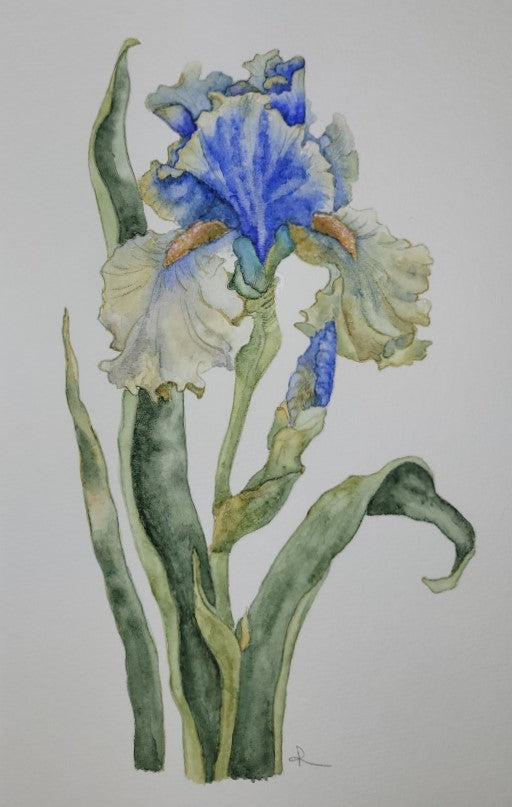 Purple Iris