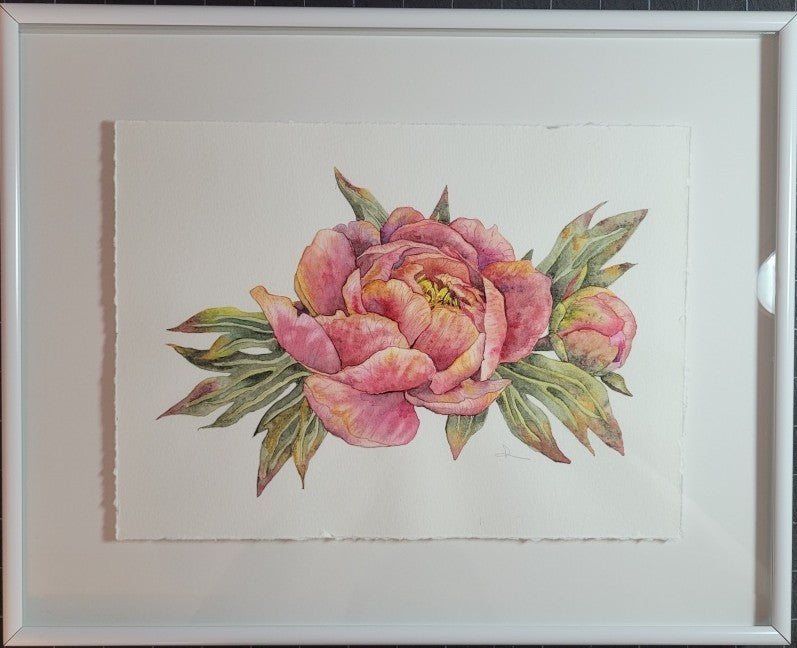 Peony in Pink