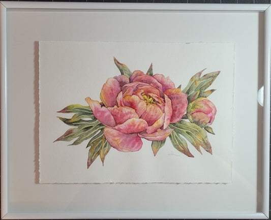 Peony in Pink