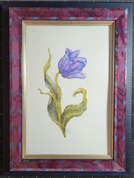 Regal Purple Tulip
