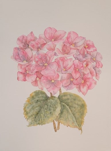 Hydrangea Botanical Study