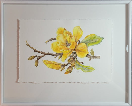 Yellow Bird Magnolia